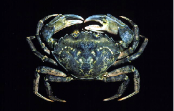 green crab 280px